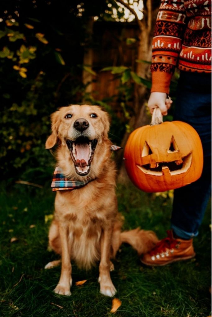 Pumpkin Head Photoshoots Ideas 