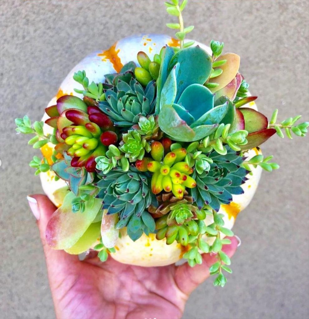 Creative Succulent Arrangements Ideas and Display Tips