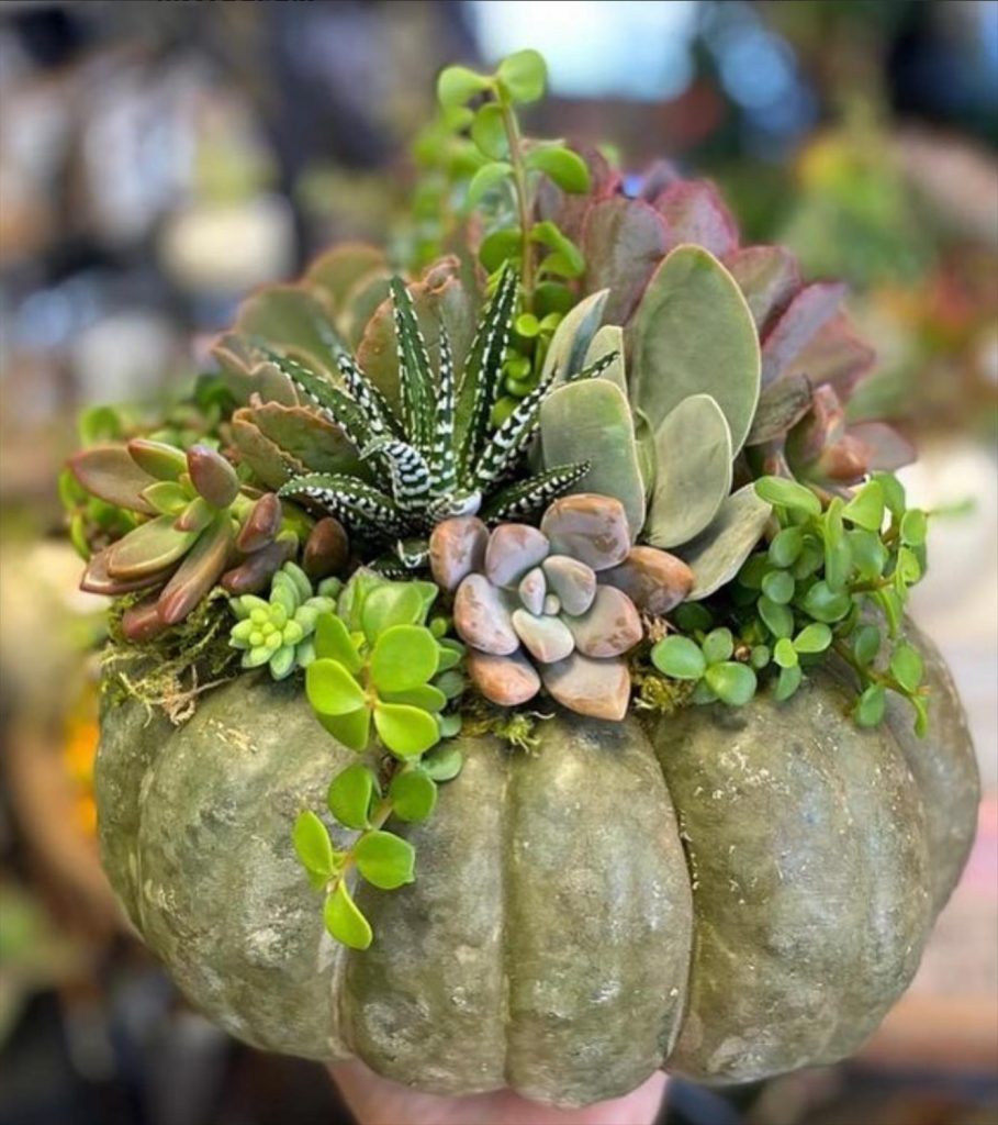 Creative Succulent Arrangements Ideas and Display Tips