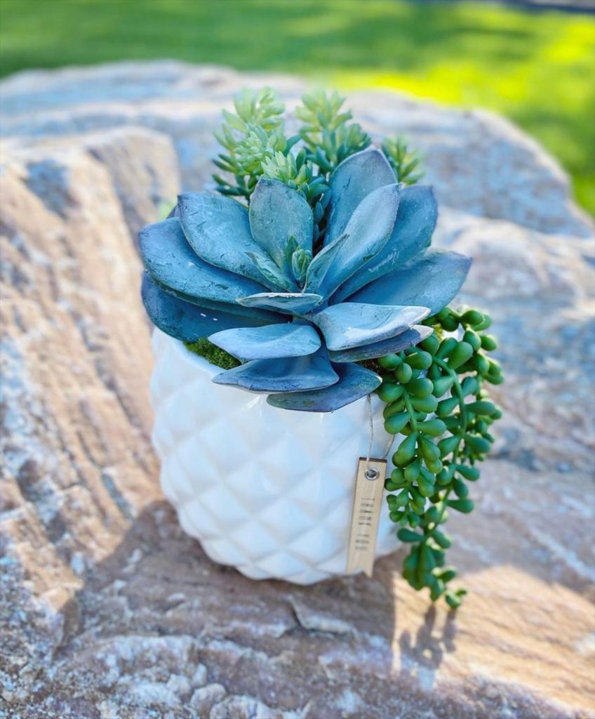 Creative Succulent Arrangements Ideas and Display Tips