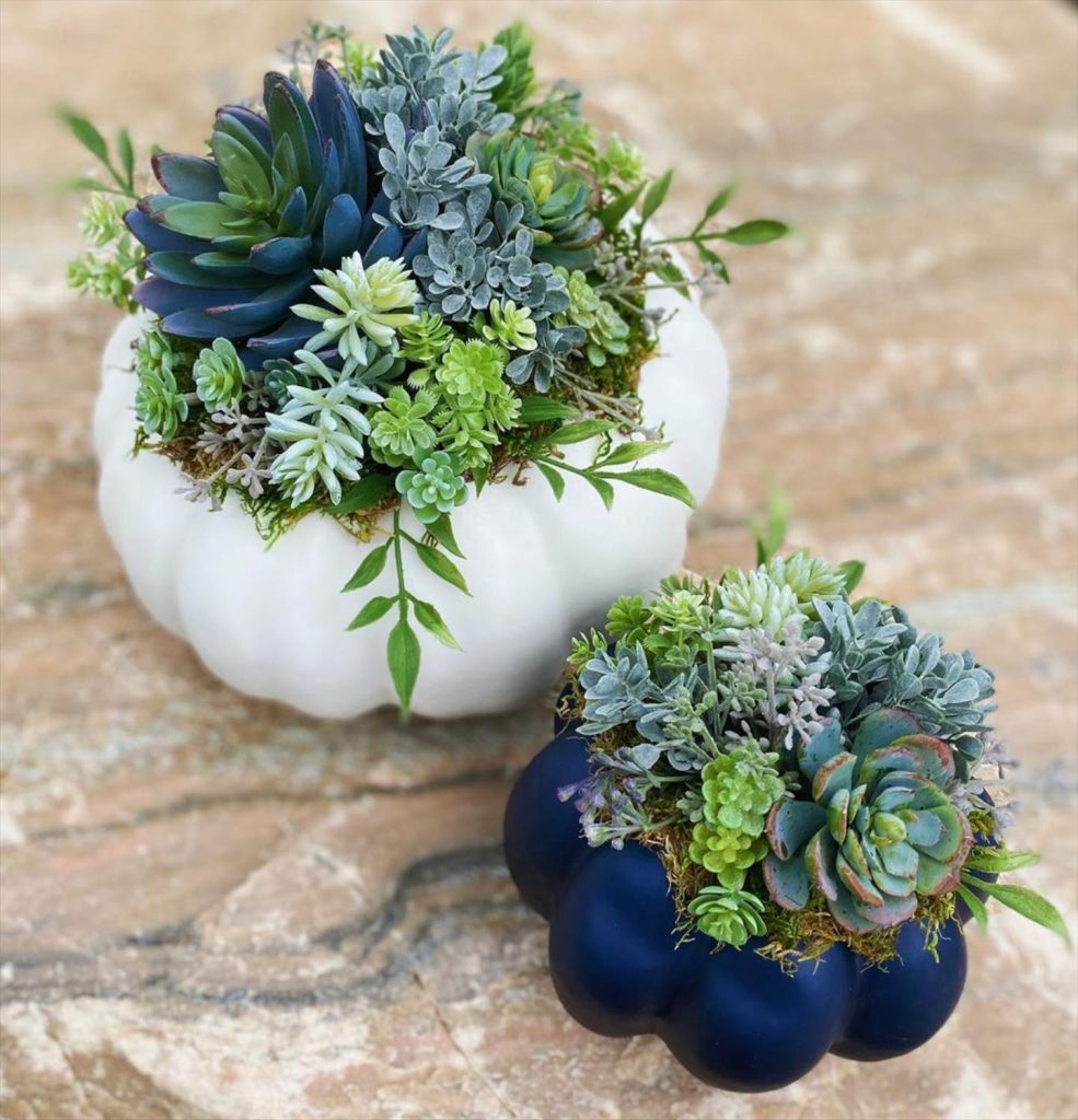 Creative Succulent Arrangements Ideas and Display Tips