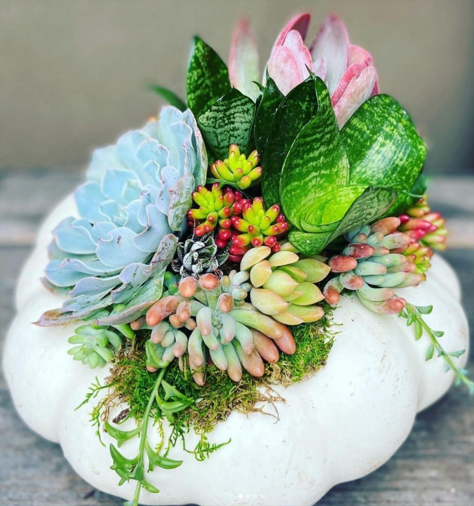 Creative Succulent Arrangements Ideas and Display Tips