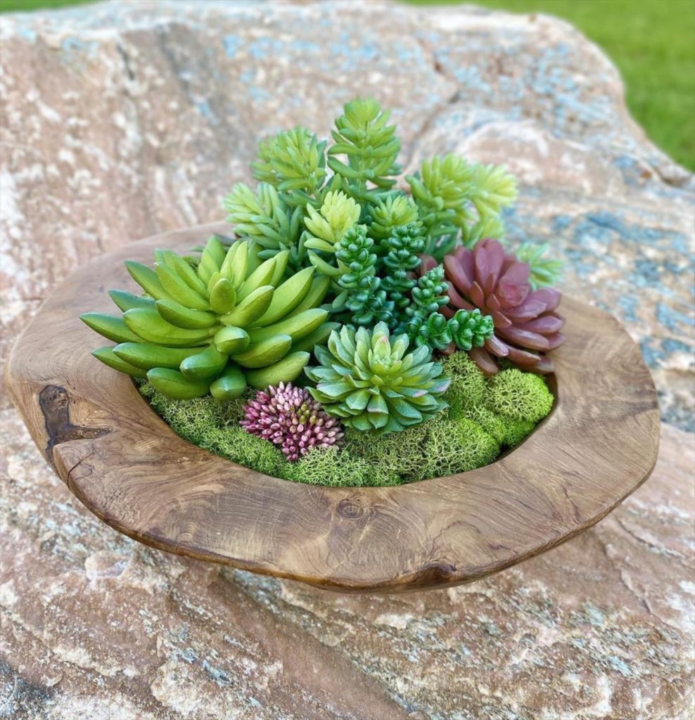 Creative Succulent Arrangements Ideas and Display Tips