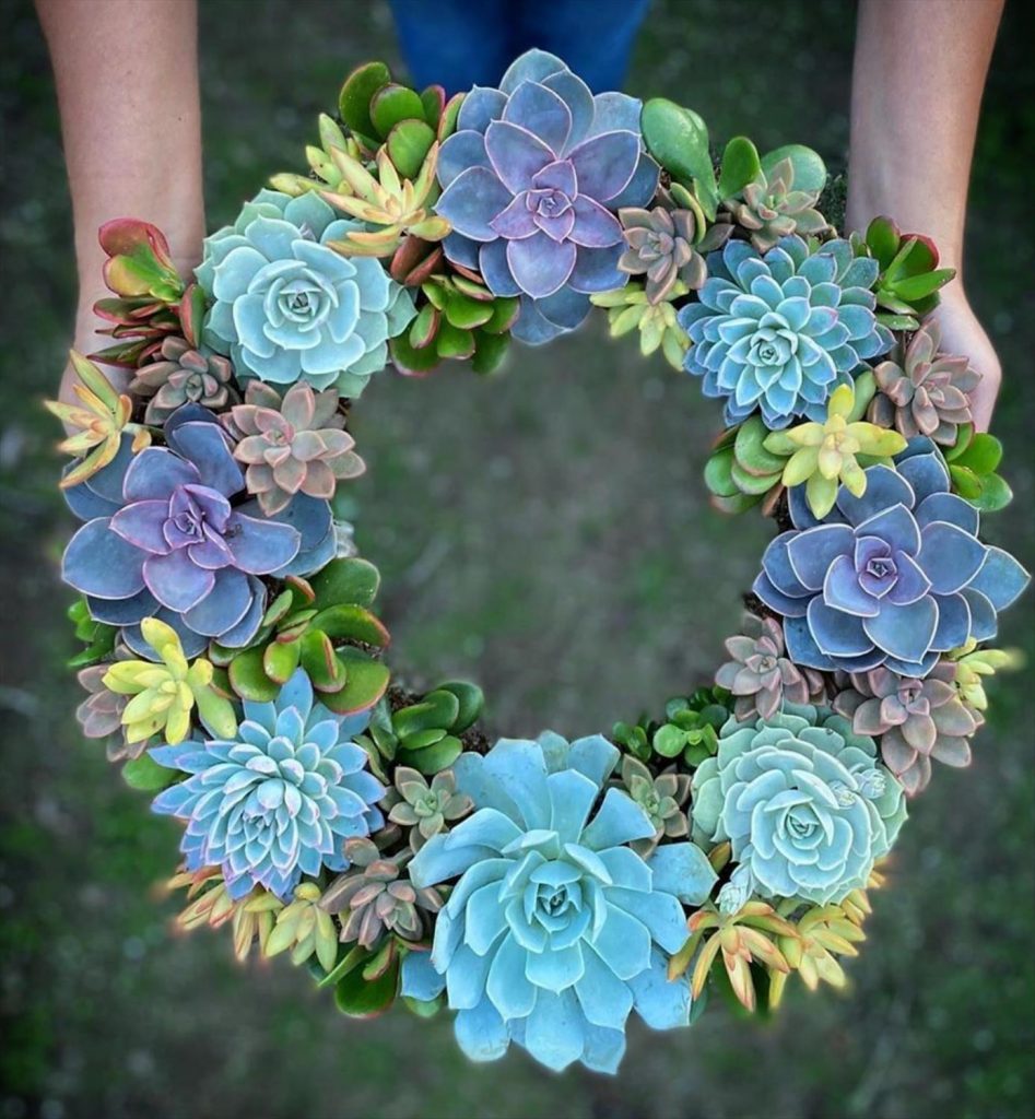 Creative Succulent Arrangements Ideas and Display Tips