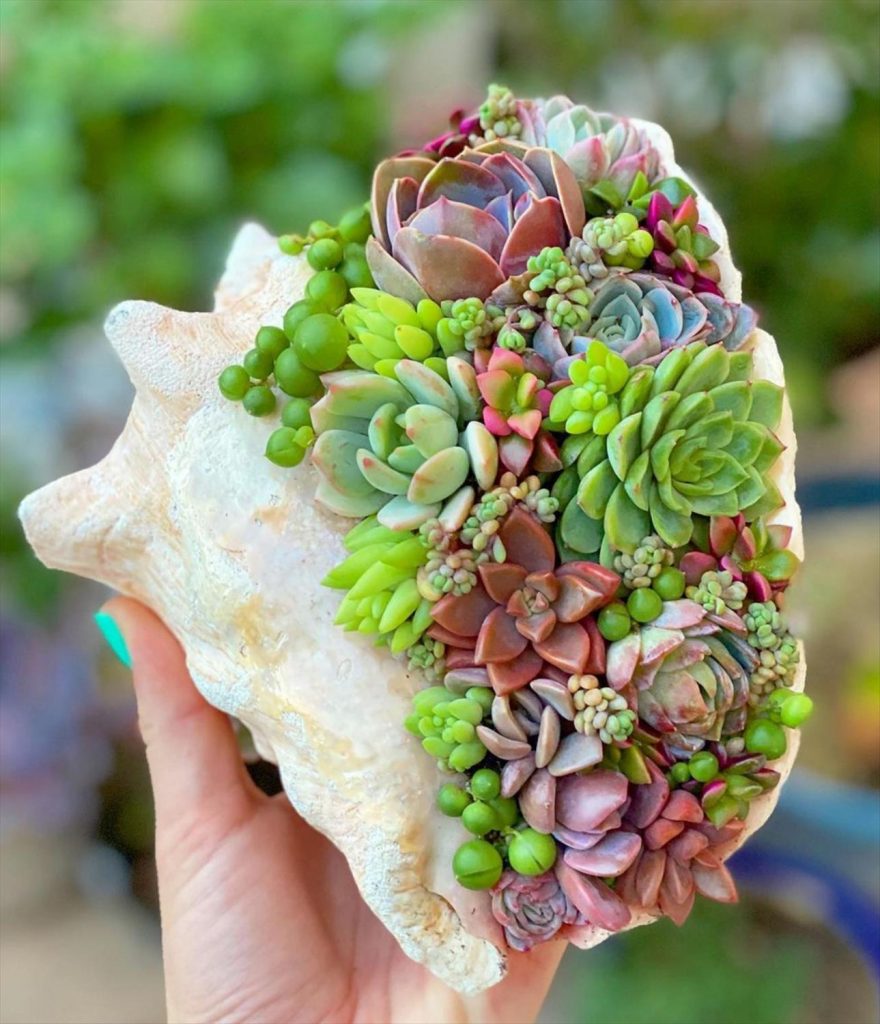 Creative Succulent Arrangements Ideas and Display Tips