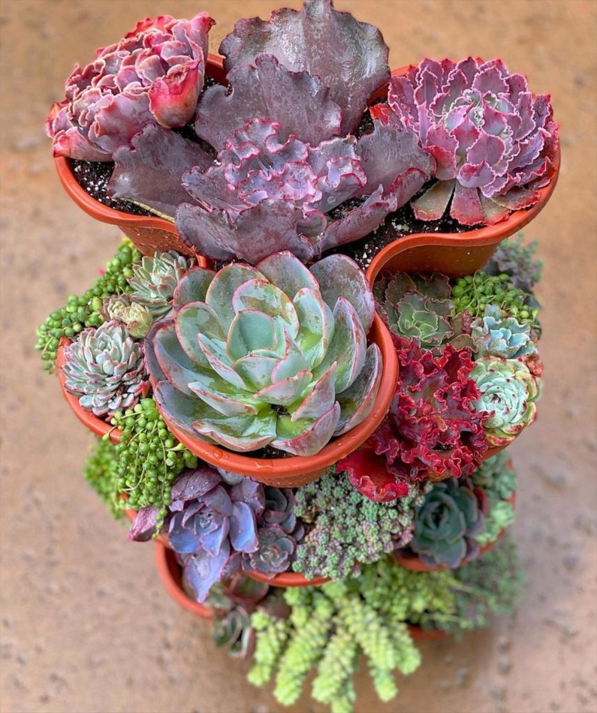 Creative Succulent Arrangements Ideas and Display Tips