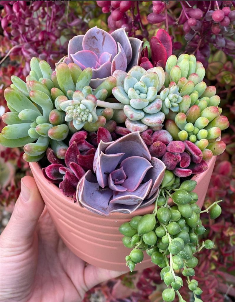 Creative Succulent Arrangements Ideas and Display Tips