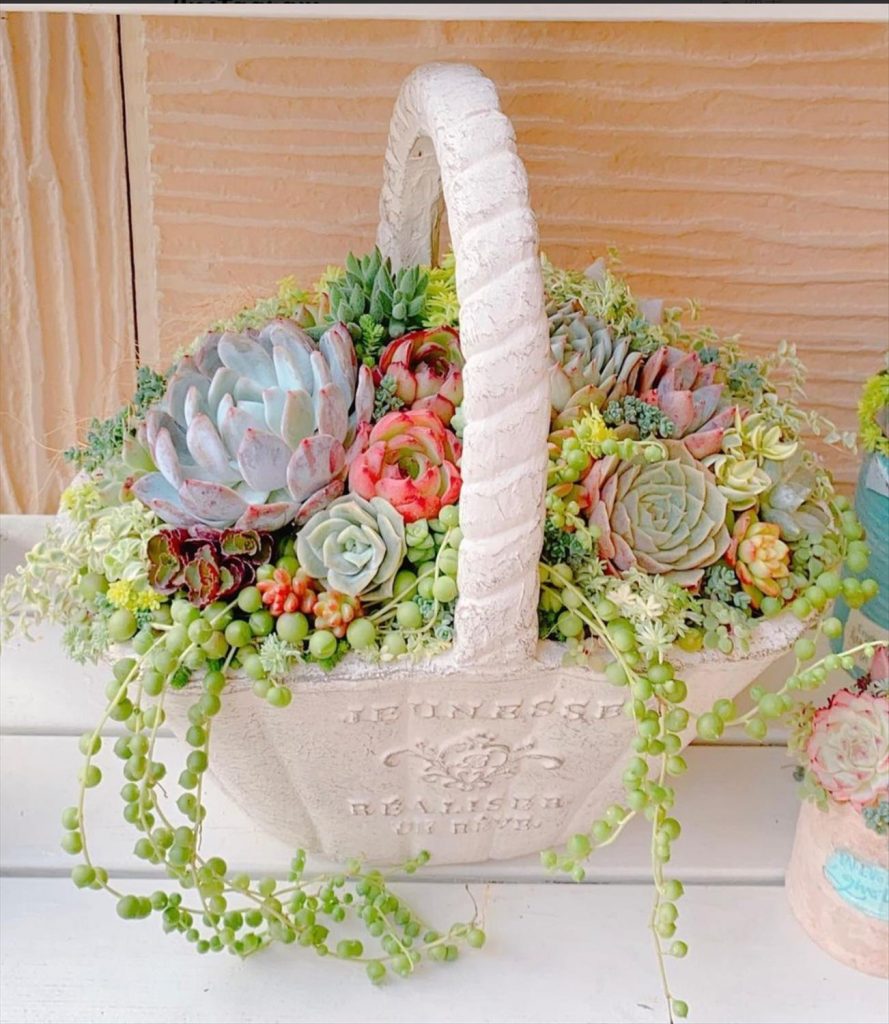 Creative Succulent Arrangements Ideas and Display Tips