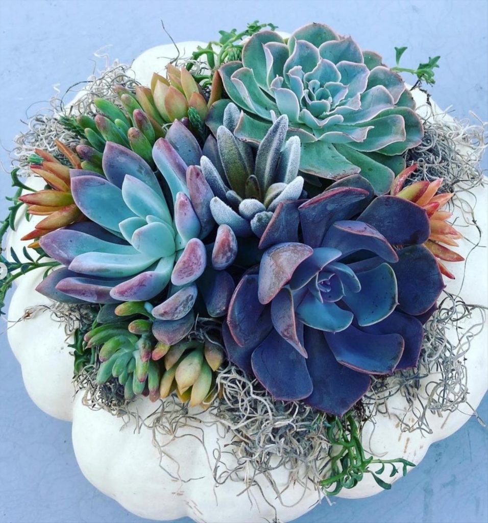 Creative Succulent Arrangements Ideas and Display Tips