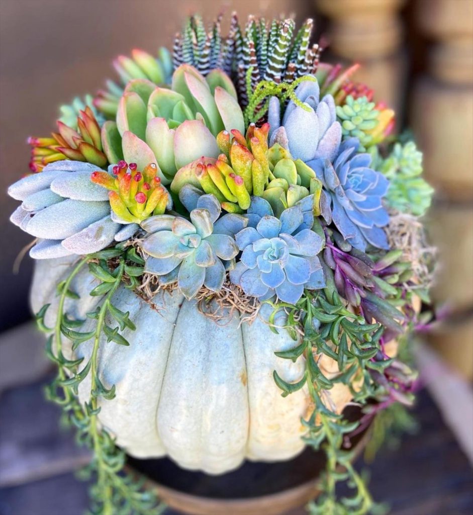 Creative Succulent Arrangements Ideas and Display Tips