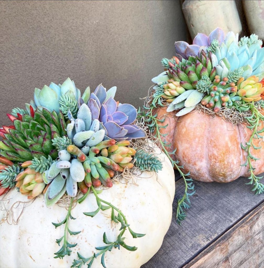 Creative Succulent Arrangements Ideas and Display Tips