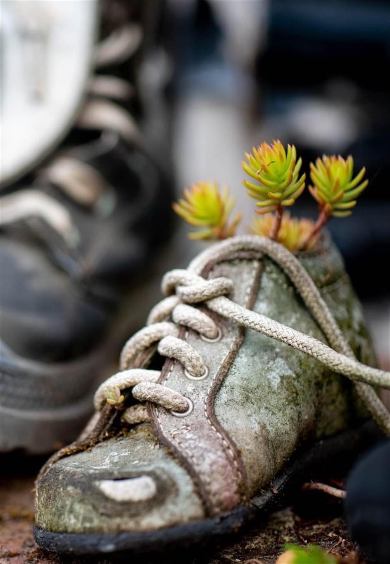 DIY plants in shoes: Recycled Footwear makes a Great Garden Planter