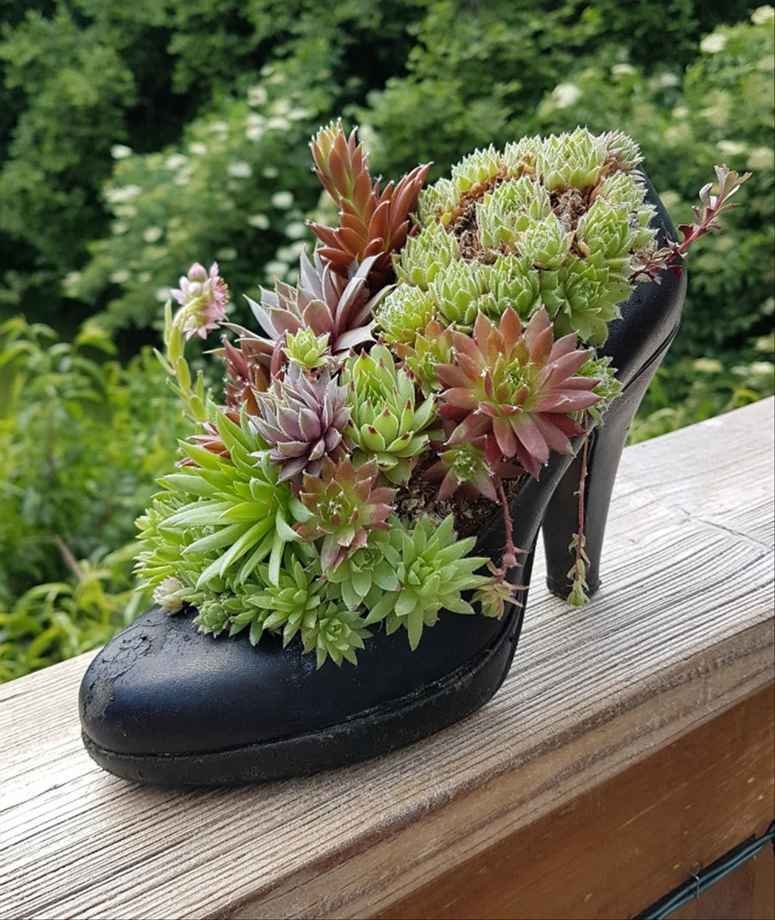 DIY plants in shoes: Recycled Footwear makes a Great Garden Planter