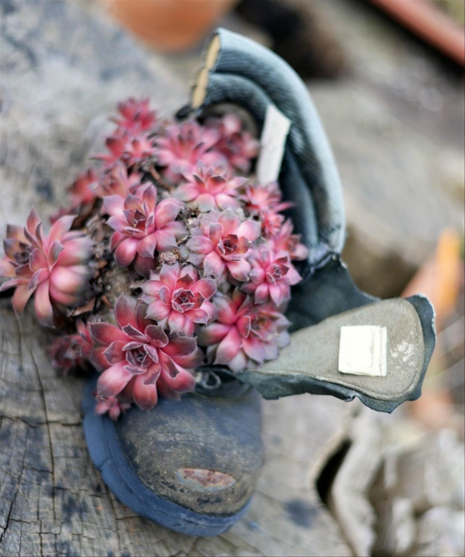 DIY plants in shoes: Recycled Footwear makes a Great Garden Planter