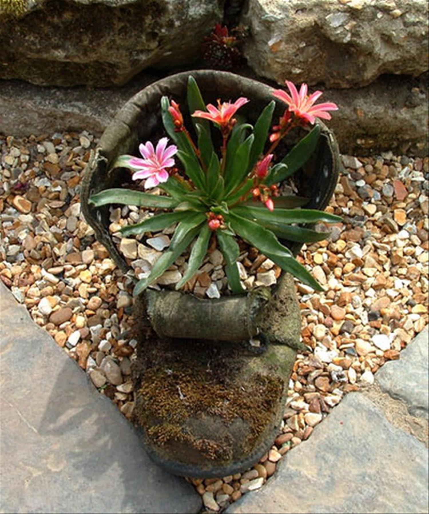 DIY plants in shoes: Recycled Footwear makes a Great Garden Planter