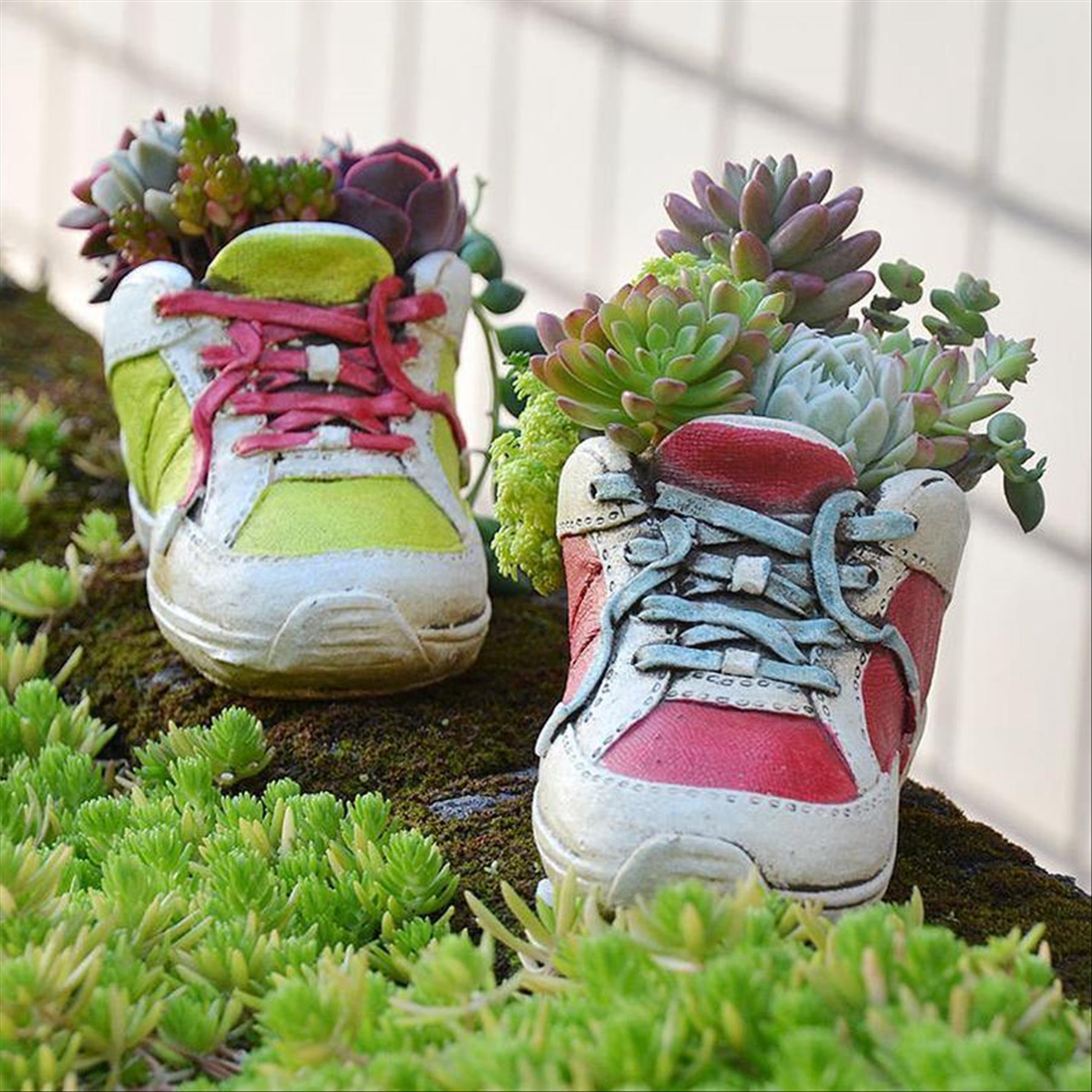 Creative ways to decorate succulents into your old shoes